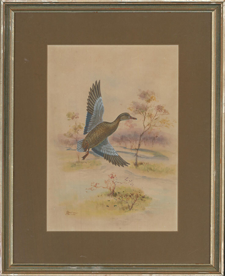 1923 Watercolour – Flying Duck