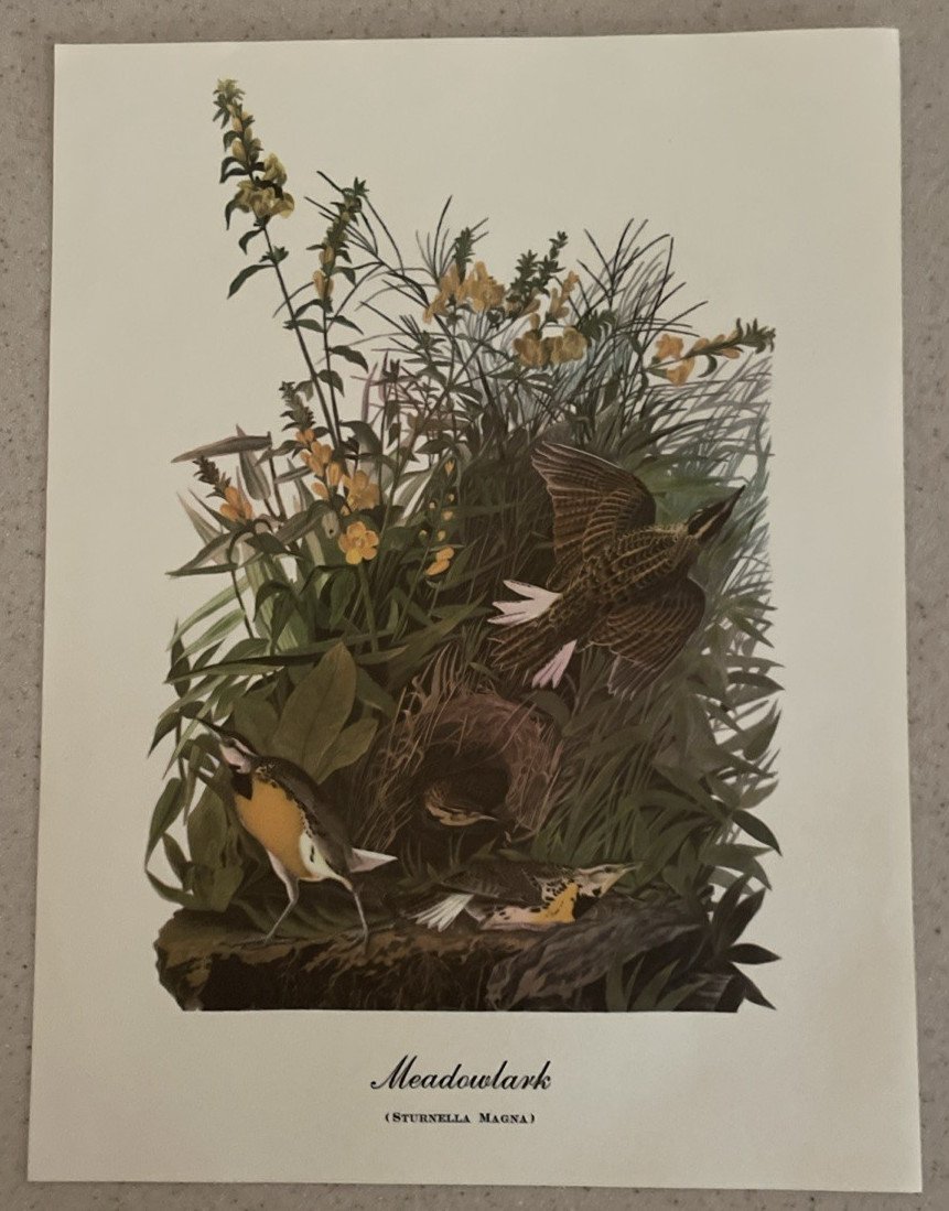 18 Best Loved Bird Paintings Prints By Audubon In Original Envelope – Missing 1