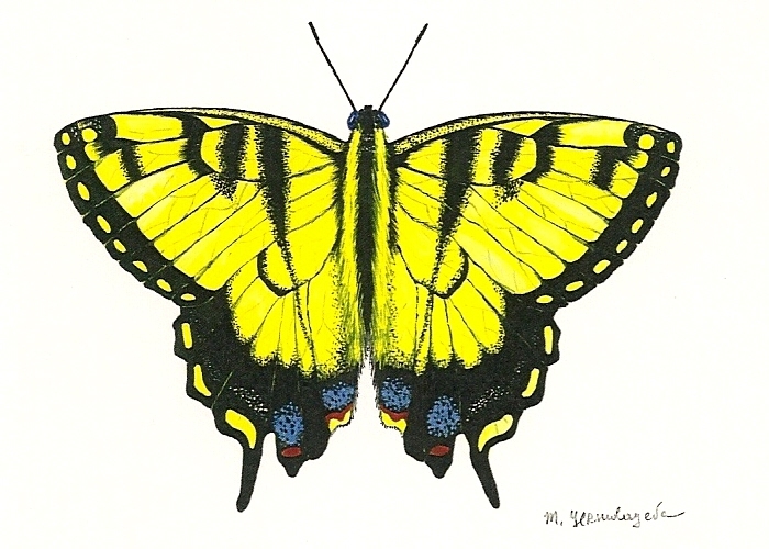 5×7 inch PRINT OF PAINTING TIGER SWALLOWTAIL BUTTERFLY summer decor art Ryta 🌺