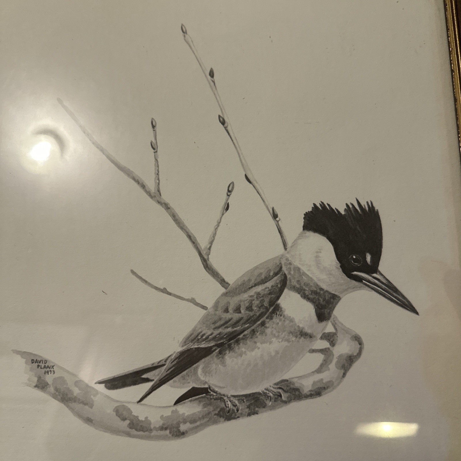1973 DAVID PLANK original Wildlife Watercolor PaintingBelted Kingfisher
