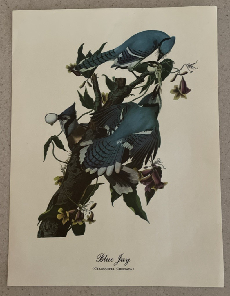 18 Best Loved Bird Paintings Prints By Audubon In Original Envelope – Missing 1