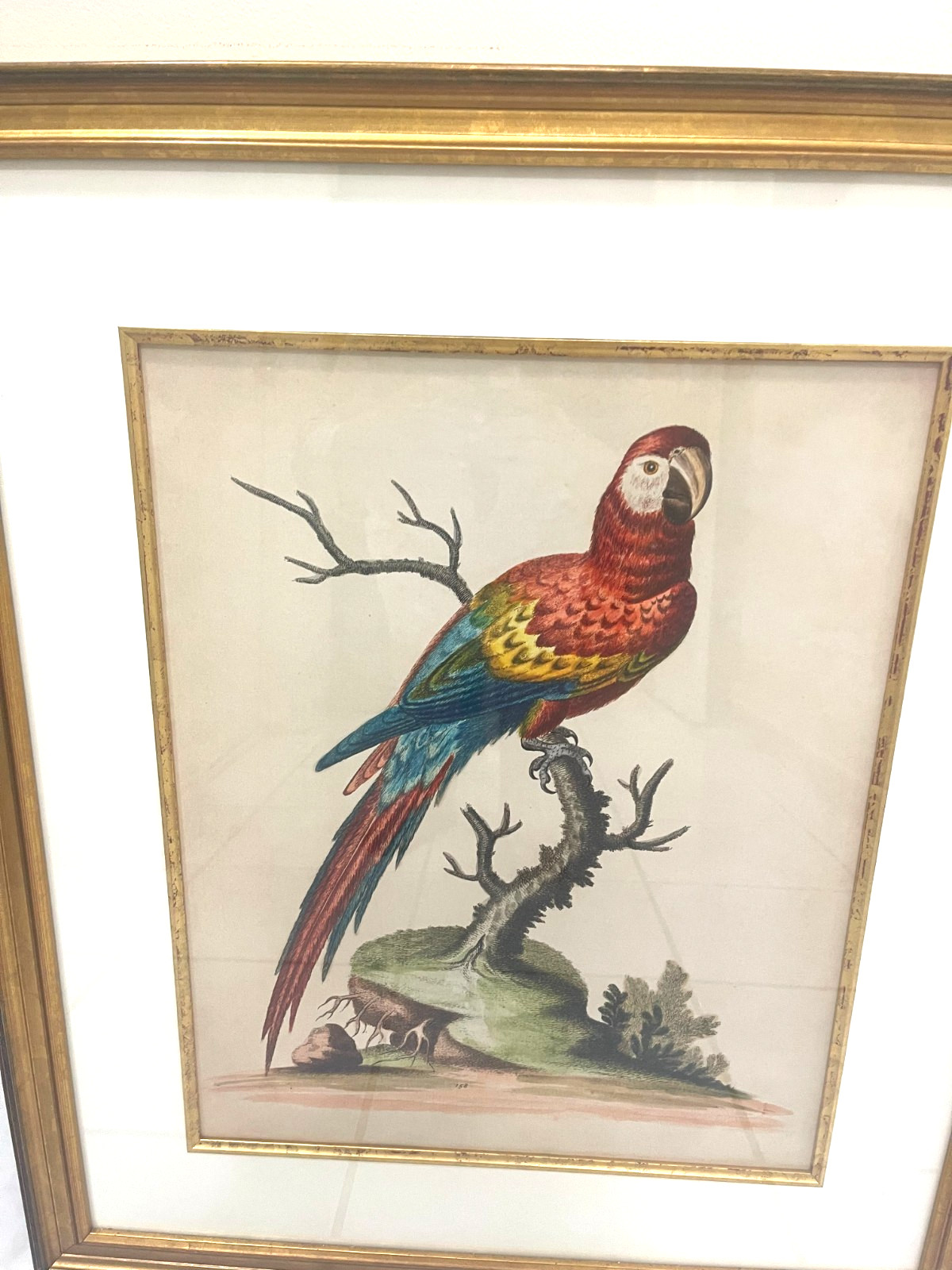 FRAMED MULTI- COLORED PARROT PAINTING MEDIUM SIZED 29 BY 24.5 IN