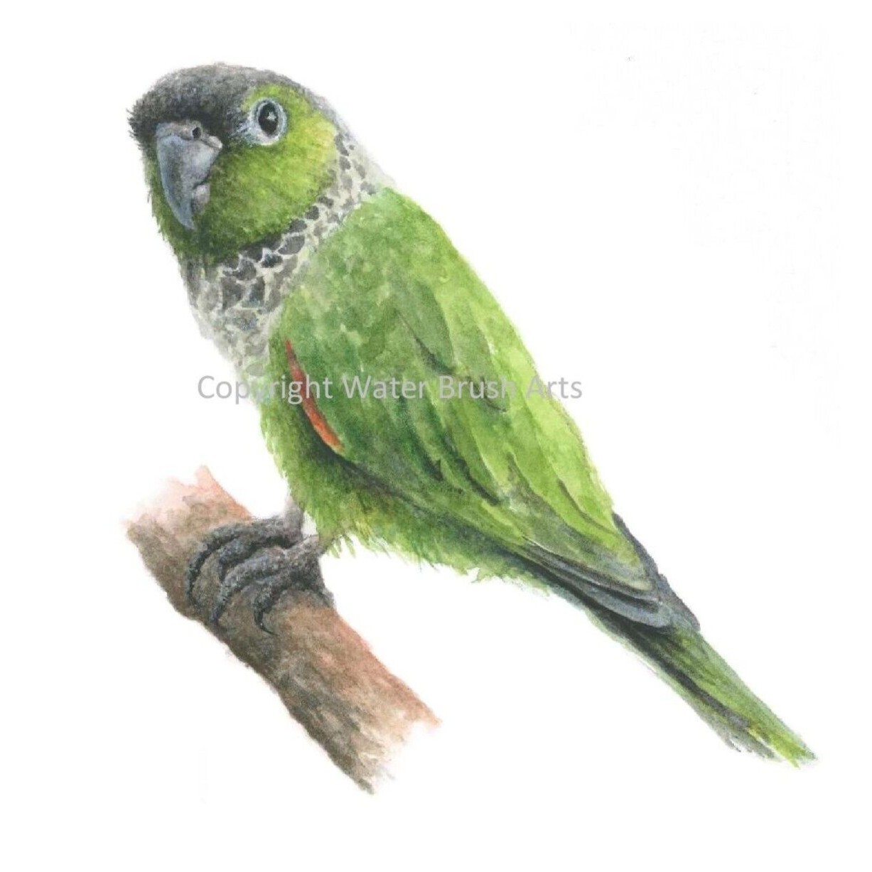 Black-Capped Conure Hand-Painted Watercolor Giclee Print, Unframed