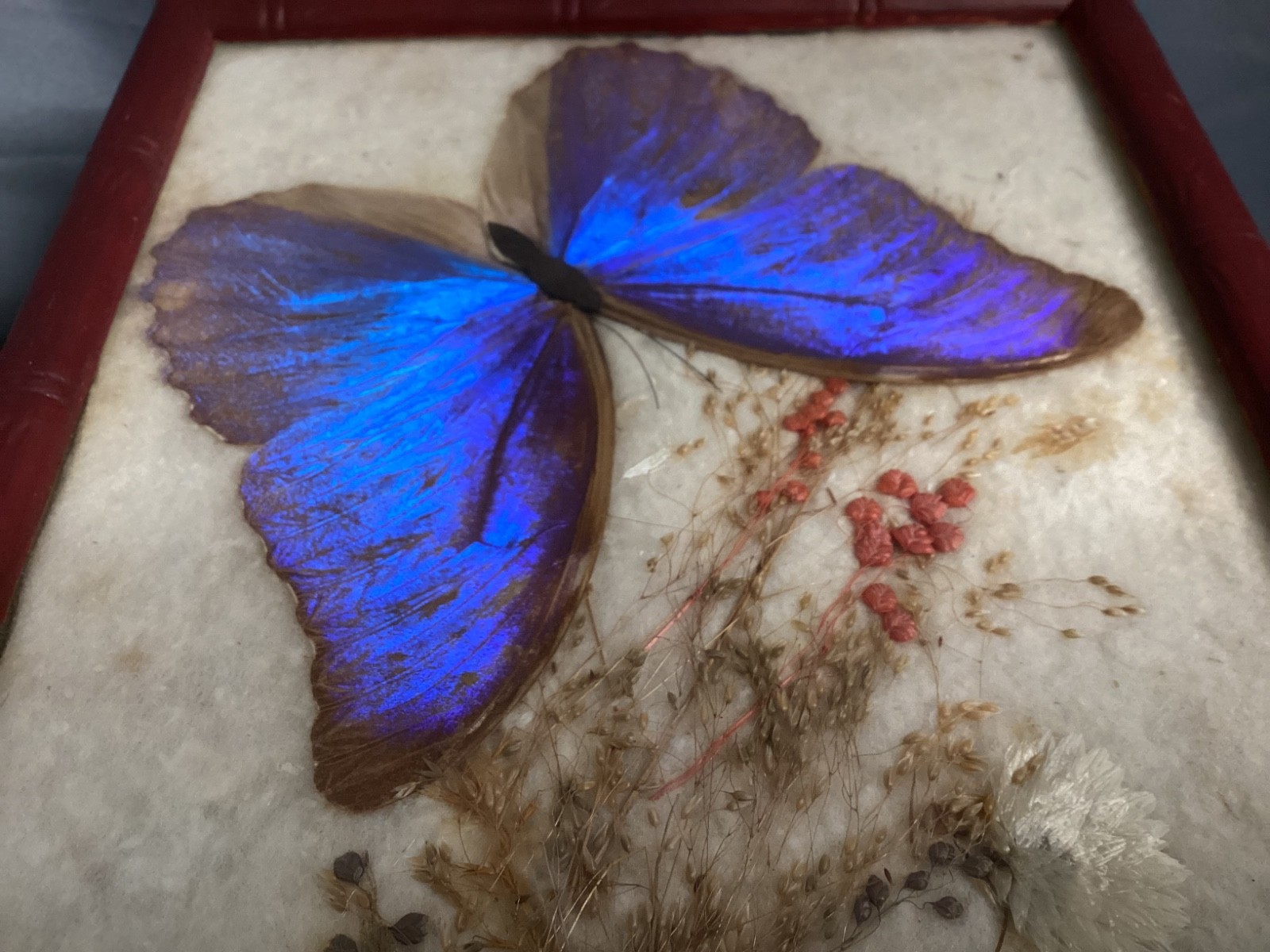 Vntg 1950’s Real Iridescent Blue Morpho Diedus Butterfly Original Bamboo Frame