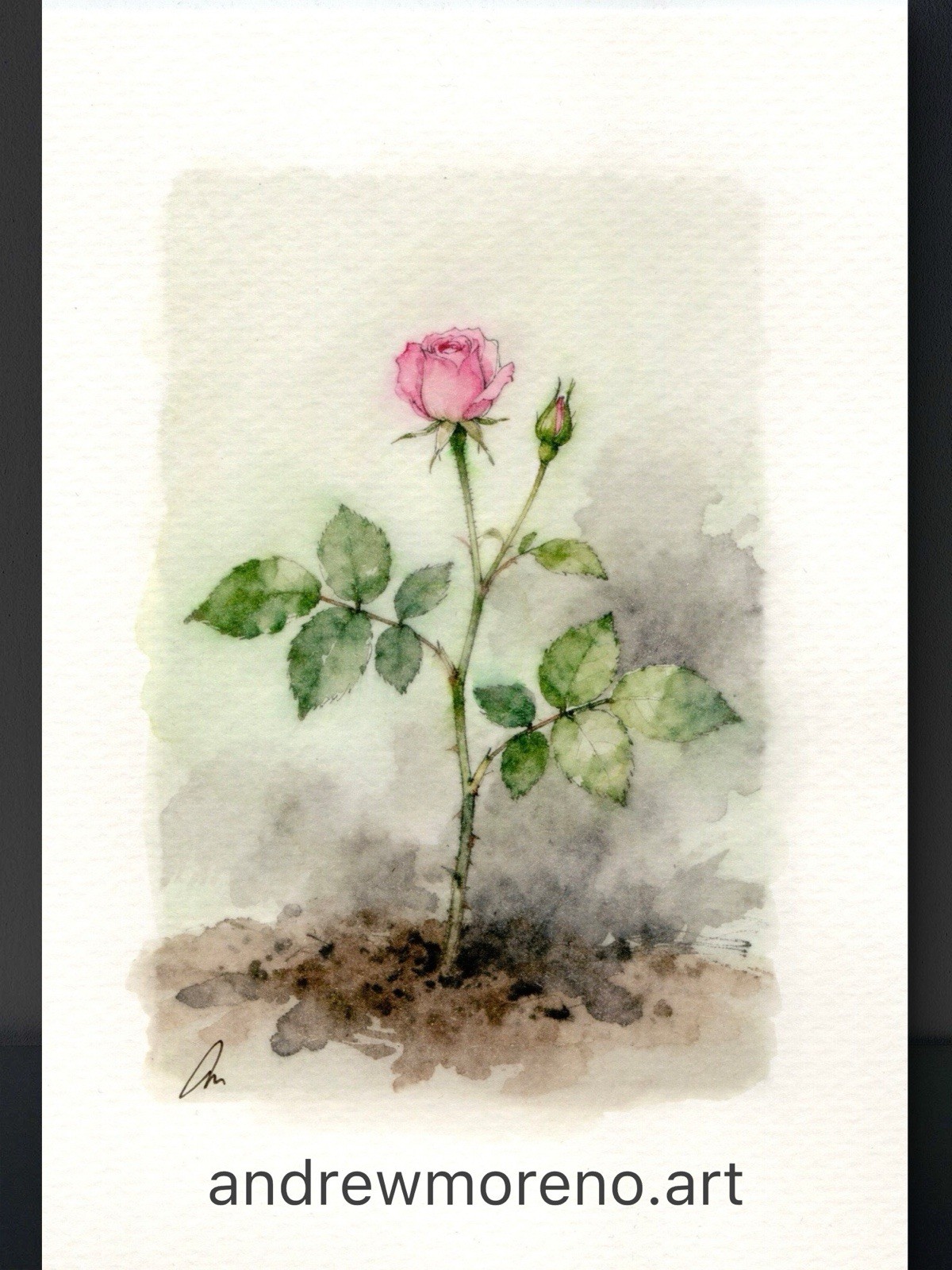 Original Watercolor Rose Painting Collection – 5×7 Collectors Size