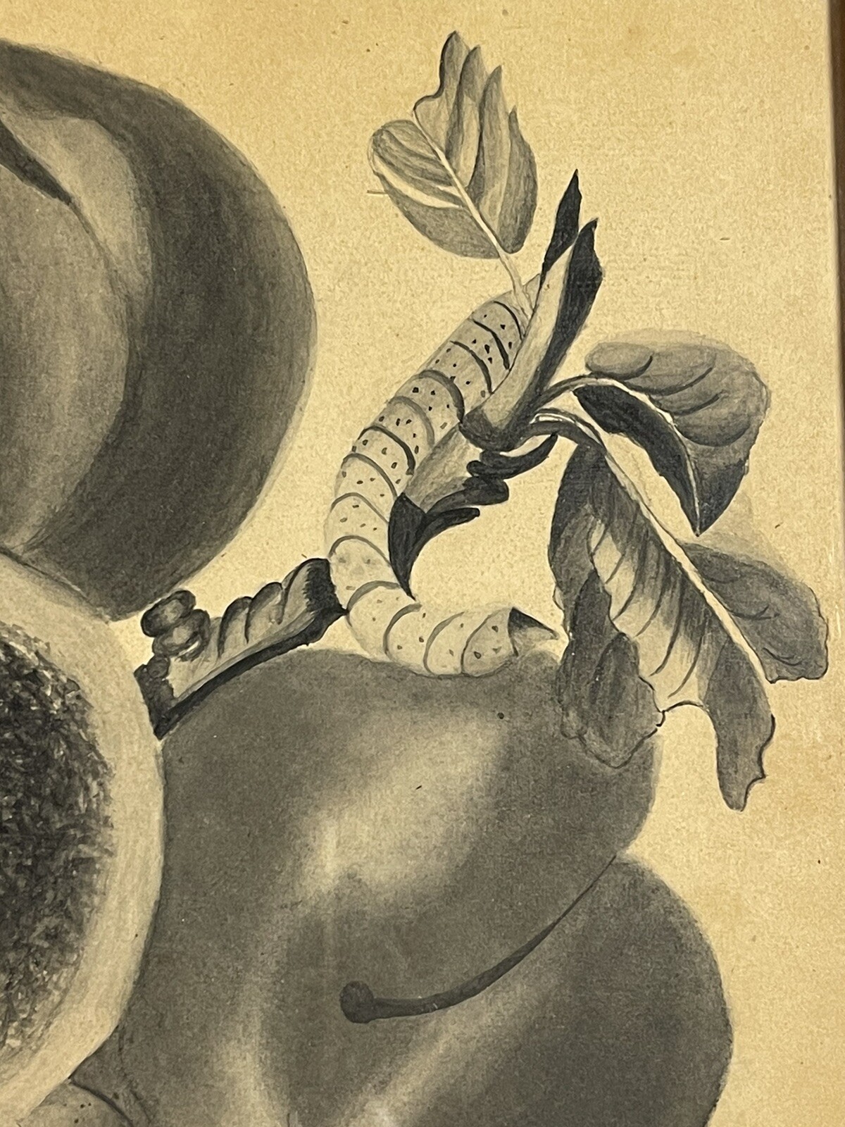 Antique Ink Wash and Watercolor Painting Still Life of Caterpillar on Fruit Tree