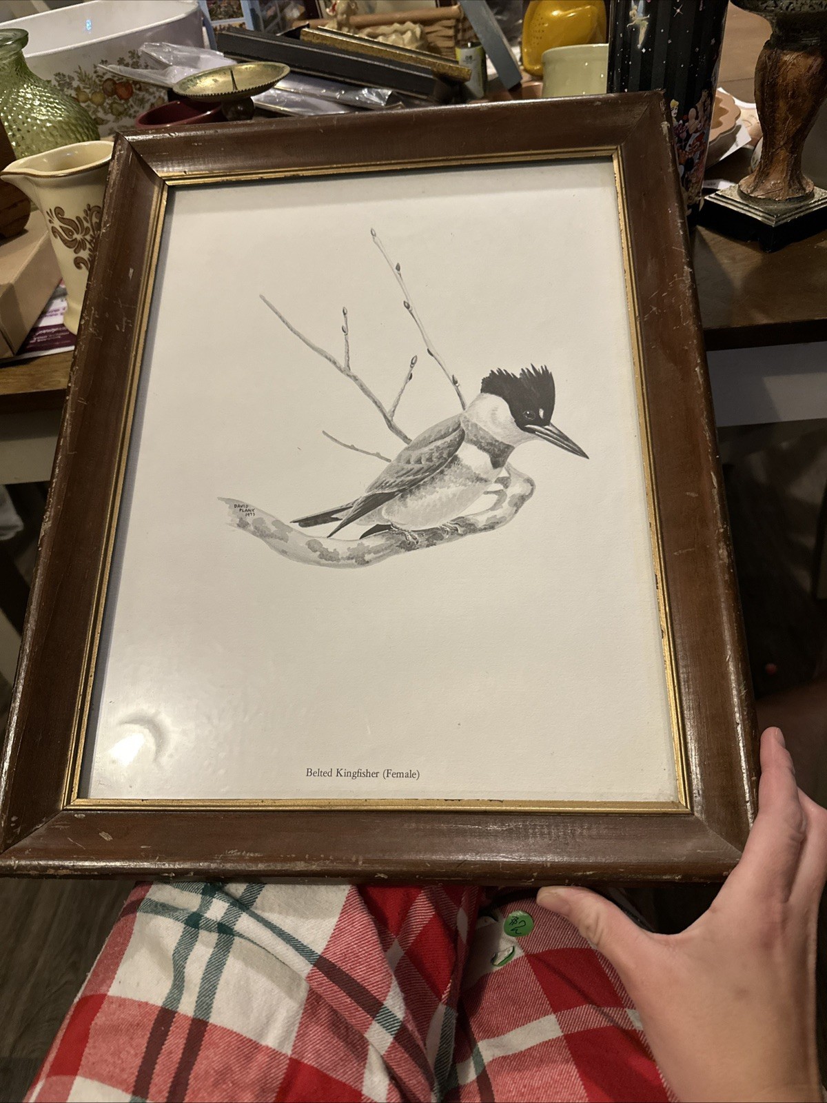 1973 DAVID PLANK original Wildlife Watercolor PaintingBelted Kingfisher