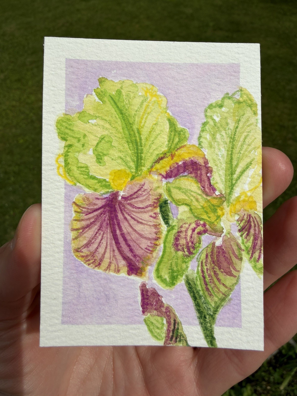 ACEO Original iris flowers, abstract botanical illustration floral 2.5×3.5in