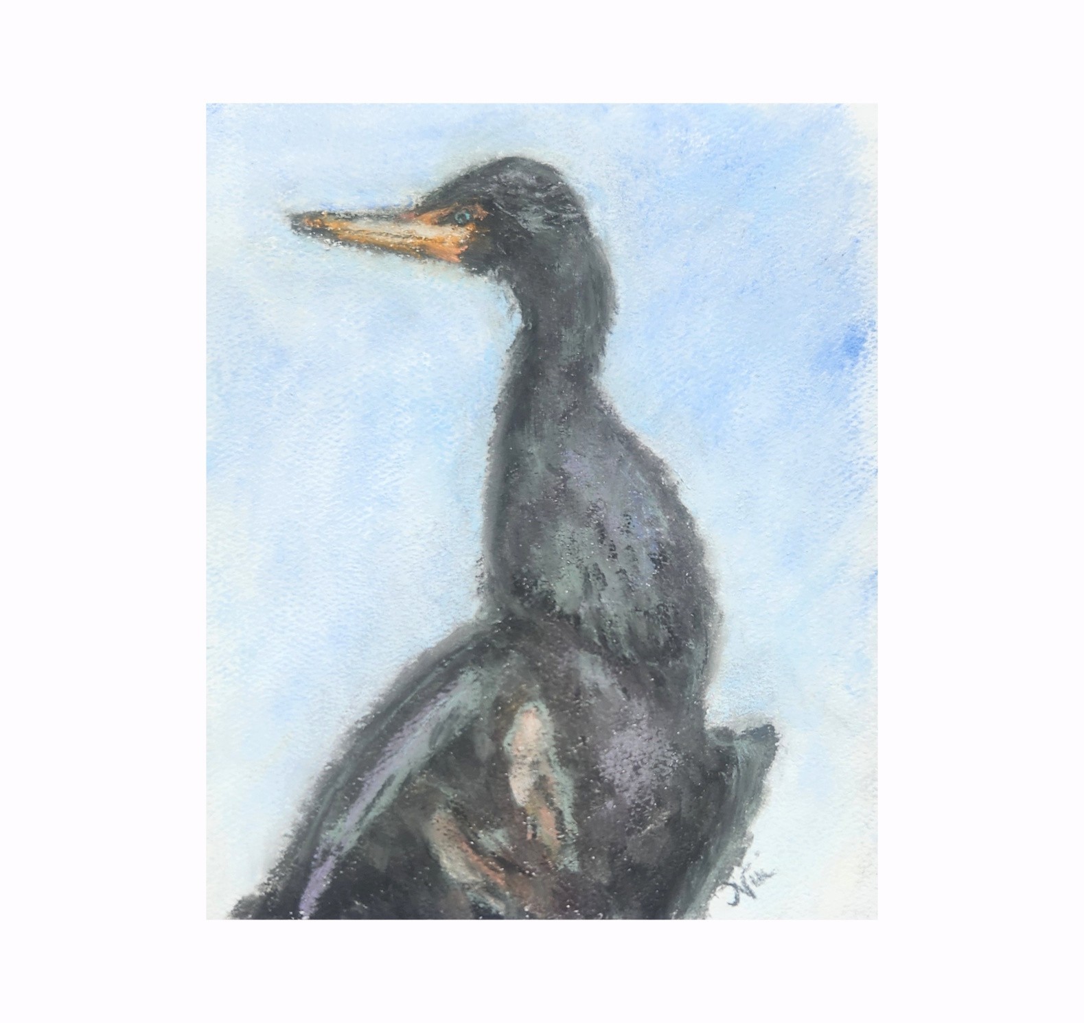 Original Collectible Handmade Cormorant Pastel California Bird Wildlife Painting