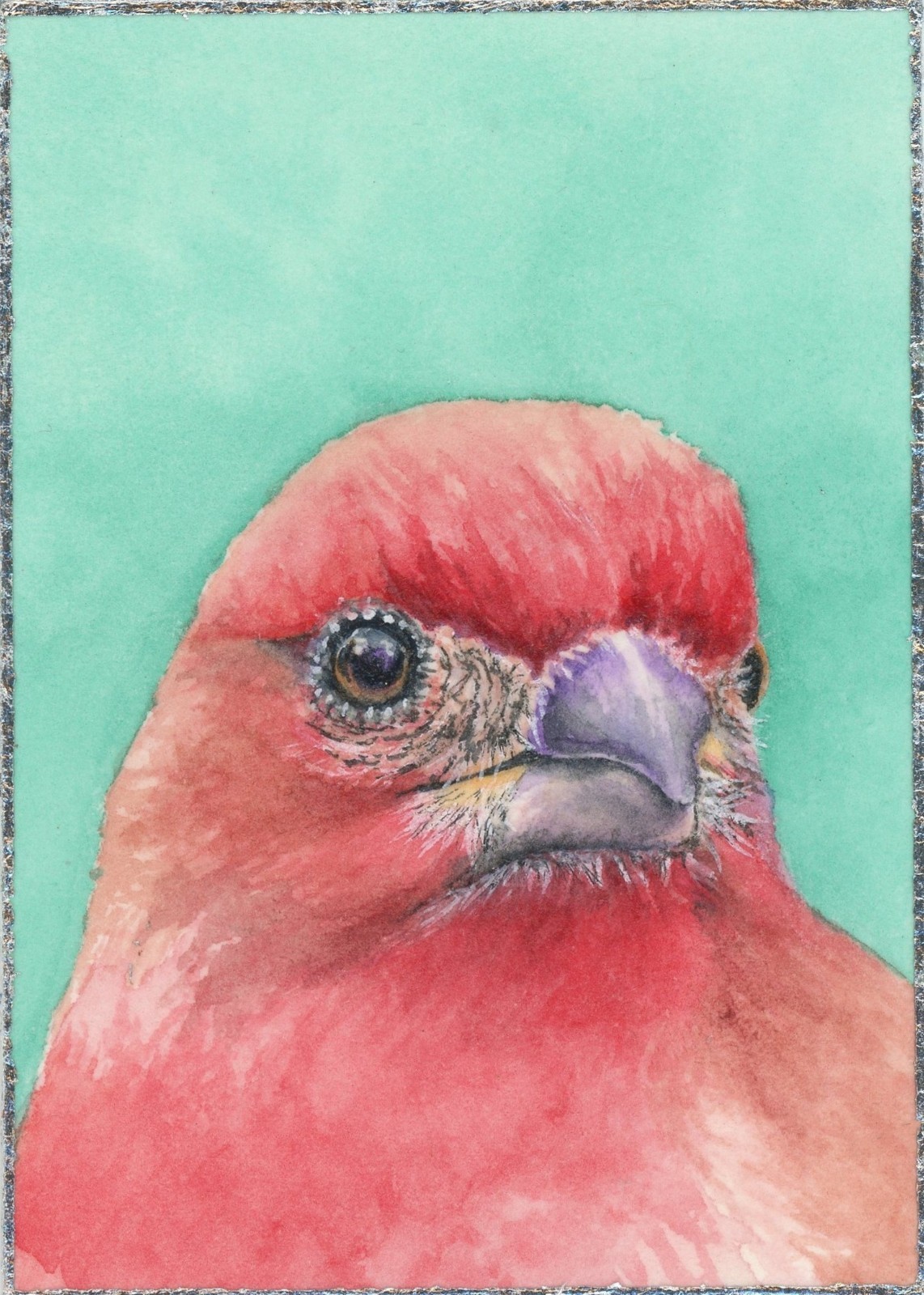 ACEO ORIGINAL Watercolor Painting “House Finch” Series: Birds In My Backyard