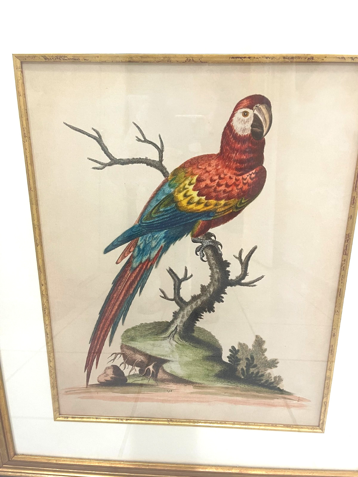 FRAMED MULTI- COLORED PARROT PAINTING MEDIUM SIZED 29 BY 24.5 IN