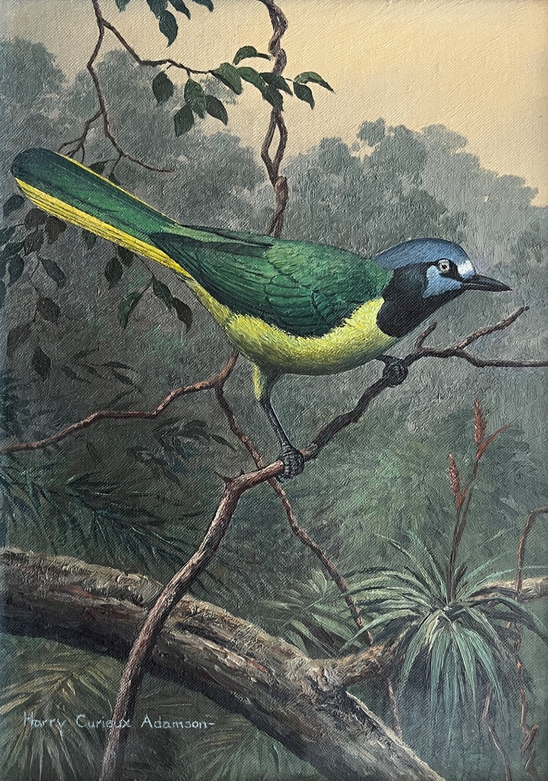 Harry Curieux Adamson Original Oil Painting Green Jay Bird Wildlife Art