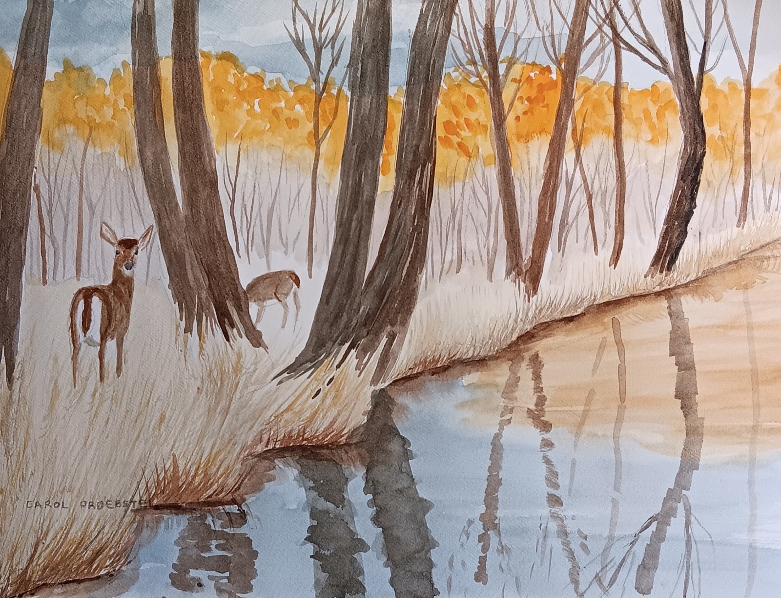 original watercolor painting wildlife whitetail deer reflections Carol Proebstel