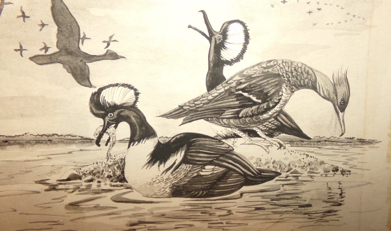 ORIGNAL VINTAGE SIGNED BARBARA BACKSTROM HOODED MERGANSER DUCKS ARTWORK PAINTING