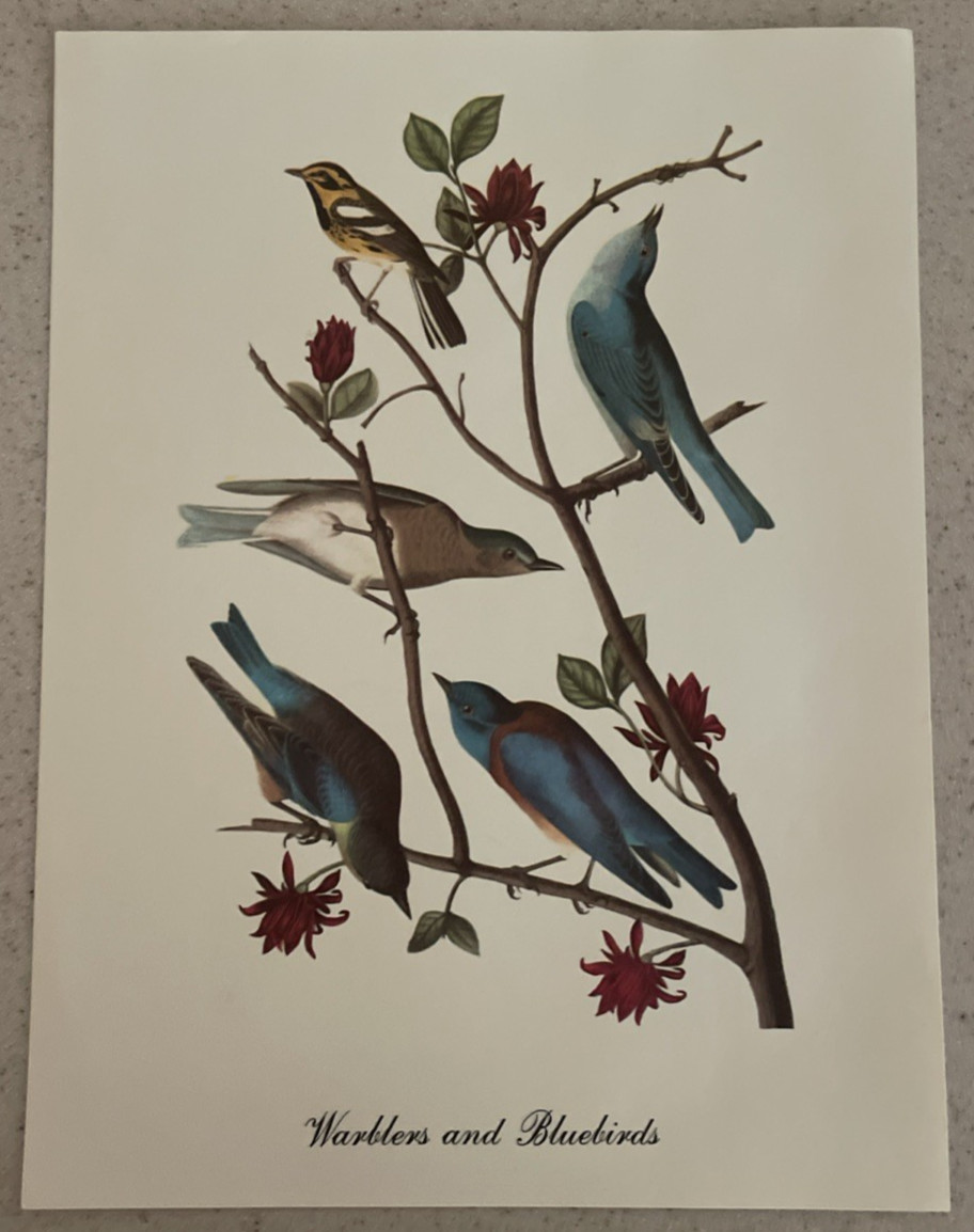 18 Best Loved Bird Paintings Prints By Audubon In Original Envelope – Missing 1