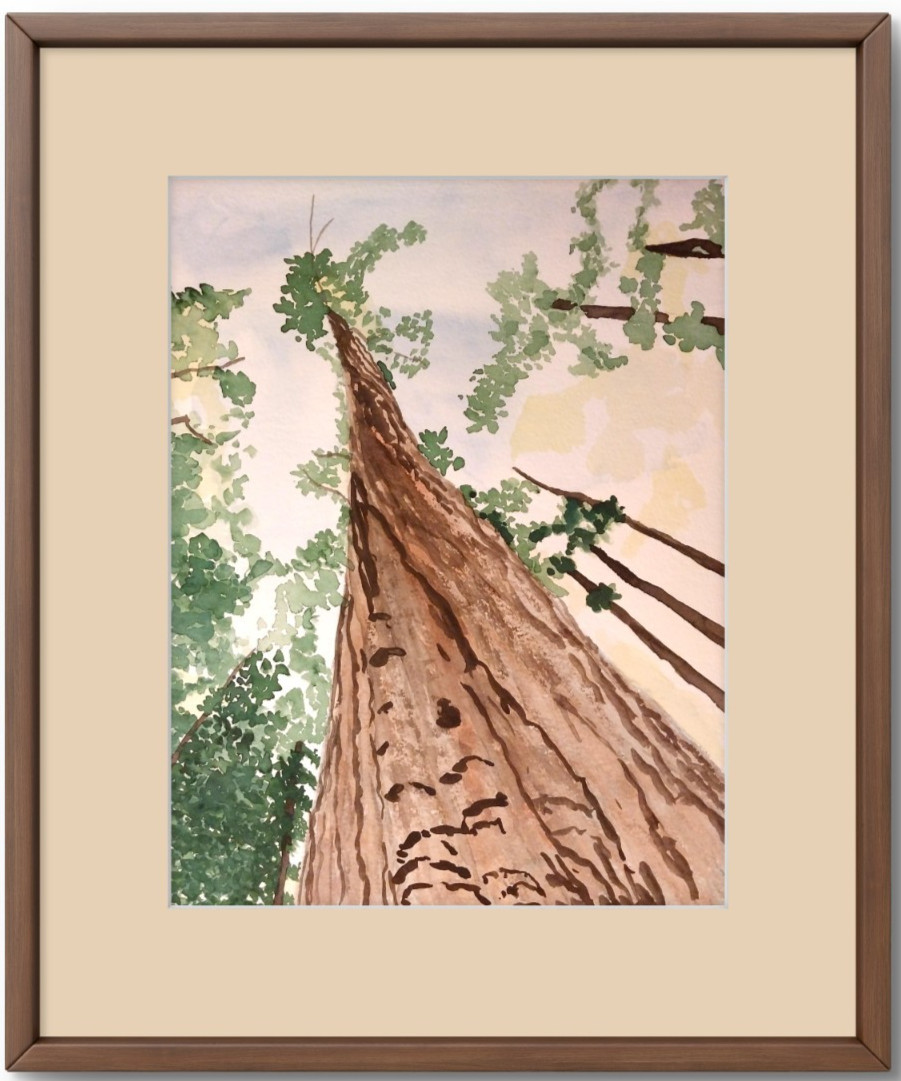 Realistic Tall Sequoia Redwood Tree Original Signed Watercolor Art BACH