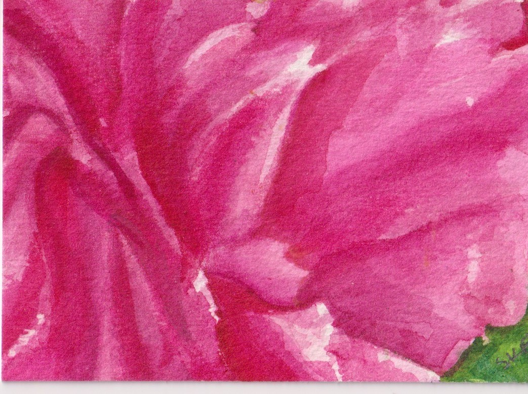 Original ACEO Pink Peony Watercolor Painting – Art by Sharon Foster – Flower