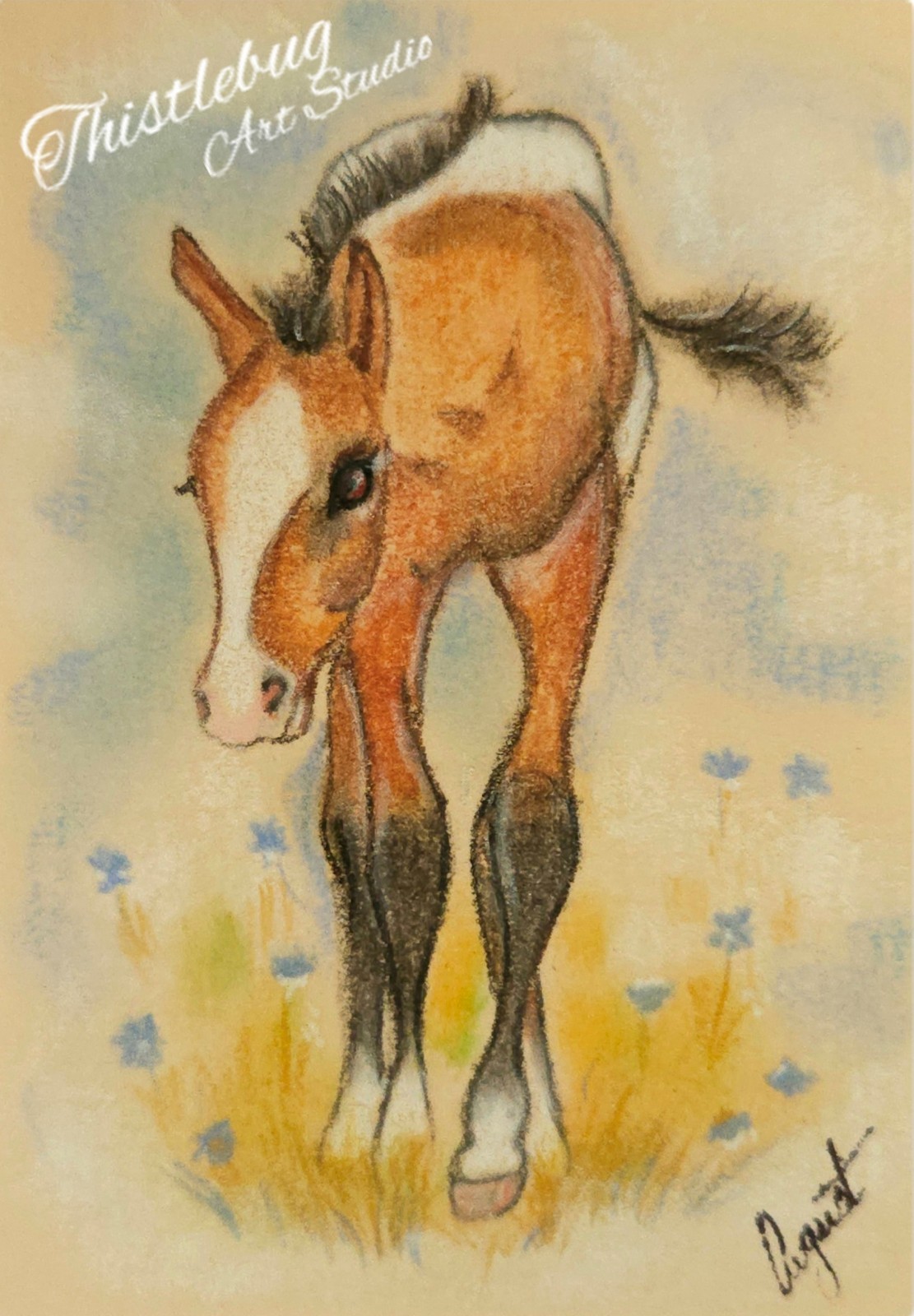 ACEO Appaloosa Foal Horse Mustang Animal Original Pastel Painting Signed Artwork