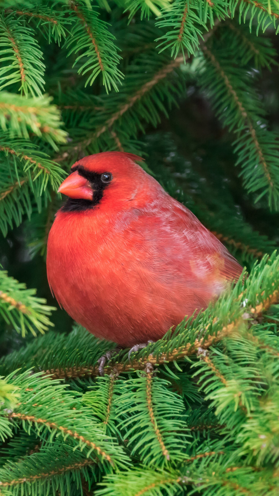 ACEO Card Photo of A Red Cardinal in a Short Leaf Pine tree