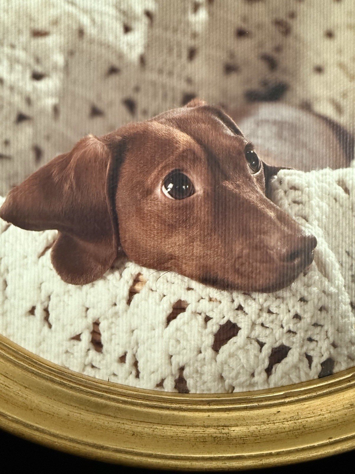 Vintage Dachsund Portrait – Professional Photography – Mint