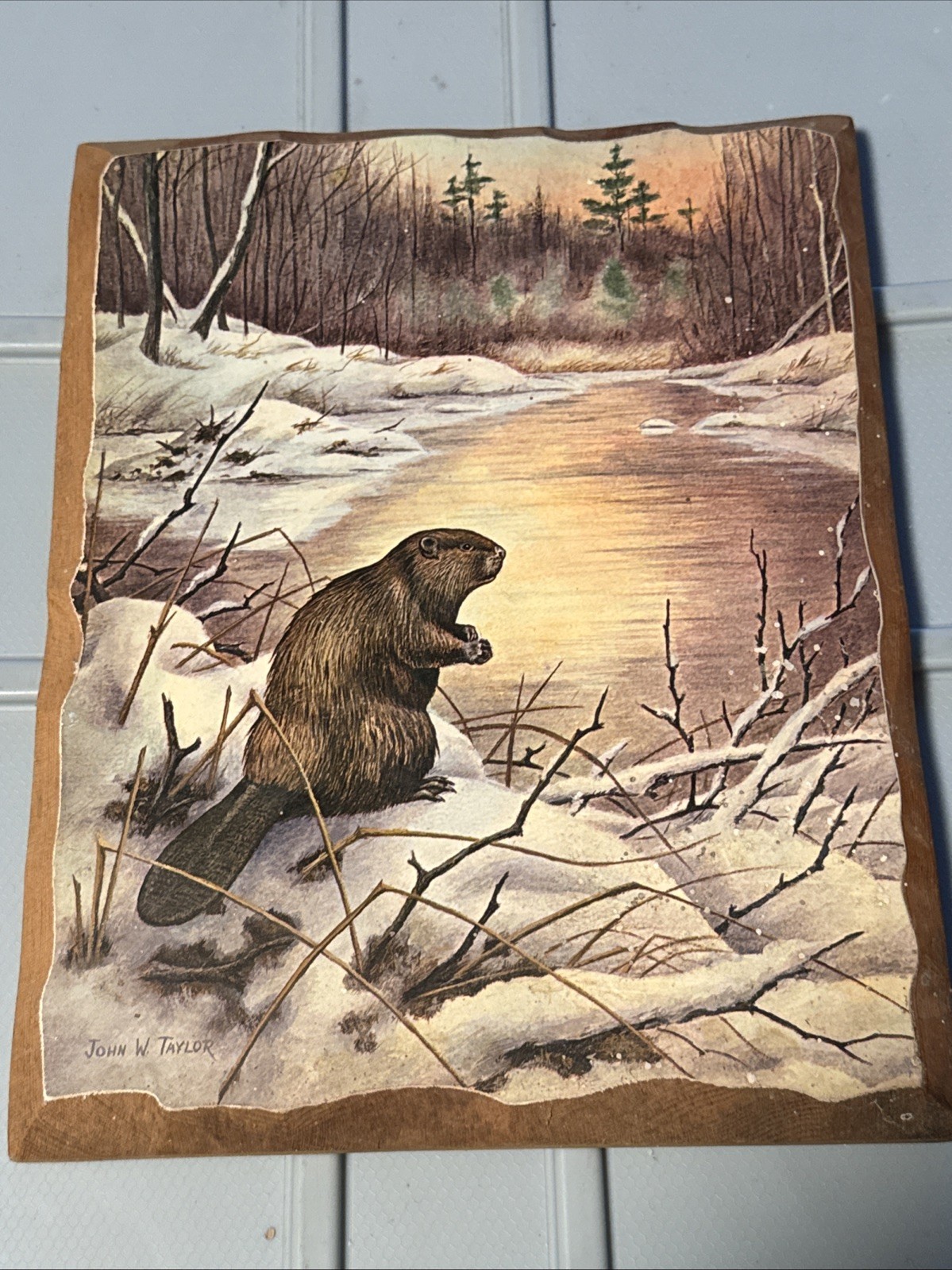 12×9.5 Beaver In Snow Landscape John Taylor On Wood