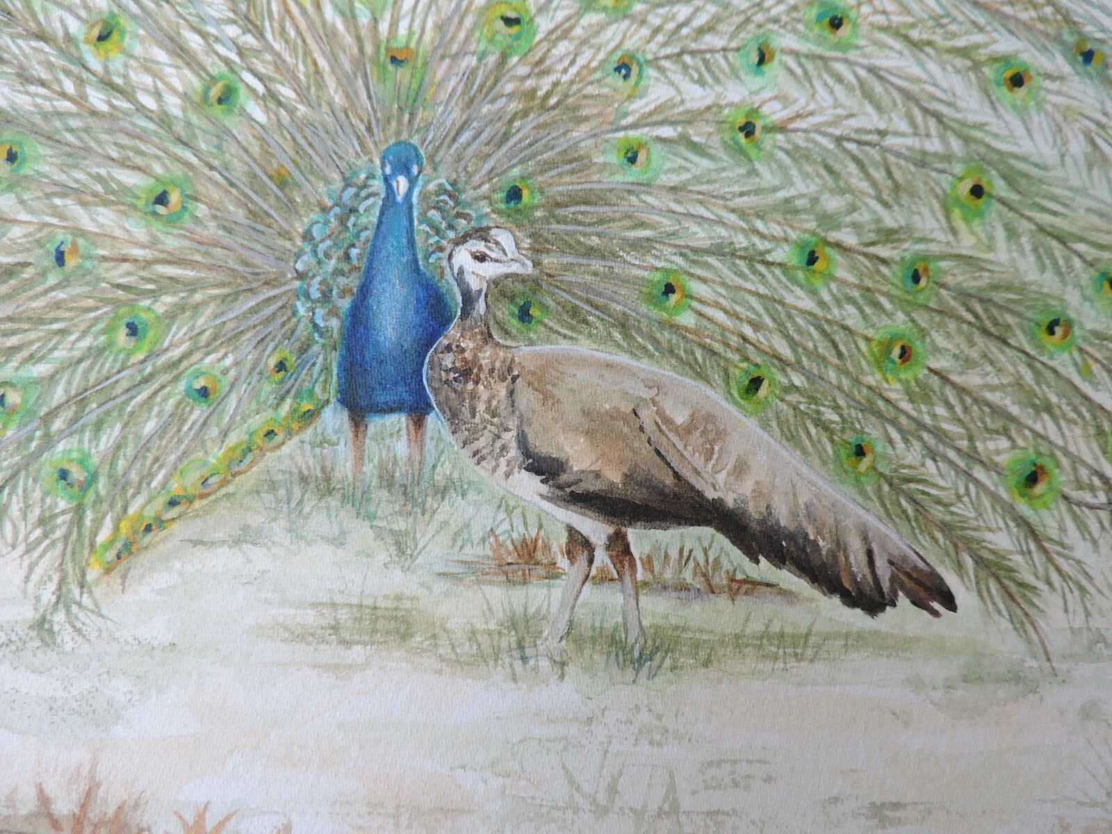 Peacock’s Display, Original Watercolor Painting, 10 3/4″ x 12″, Birds, Wildlife