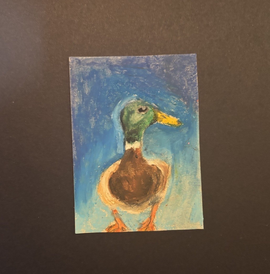 ACEO oil pastels – Mallard Duck Art card 1/1 – 2.5” x 3.5”