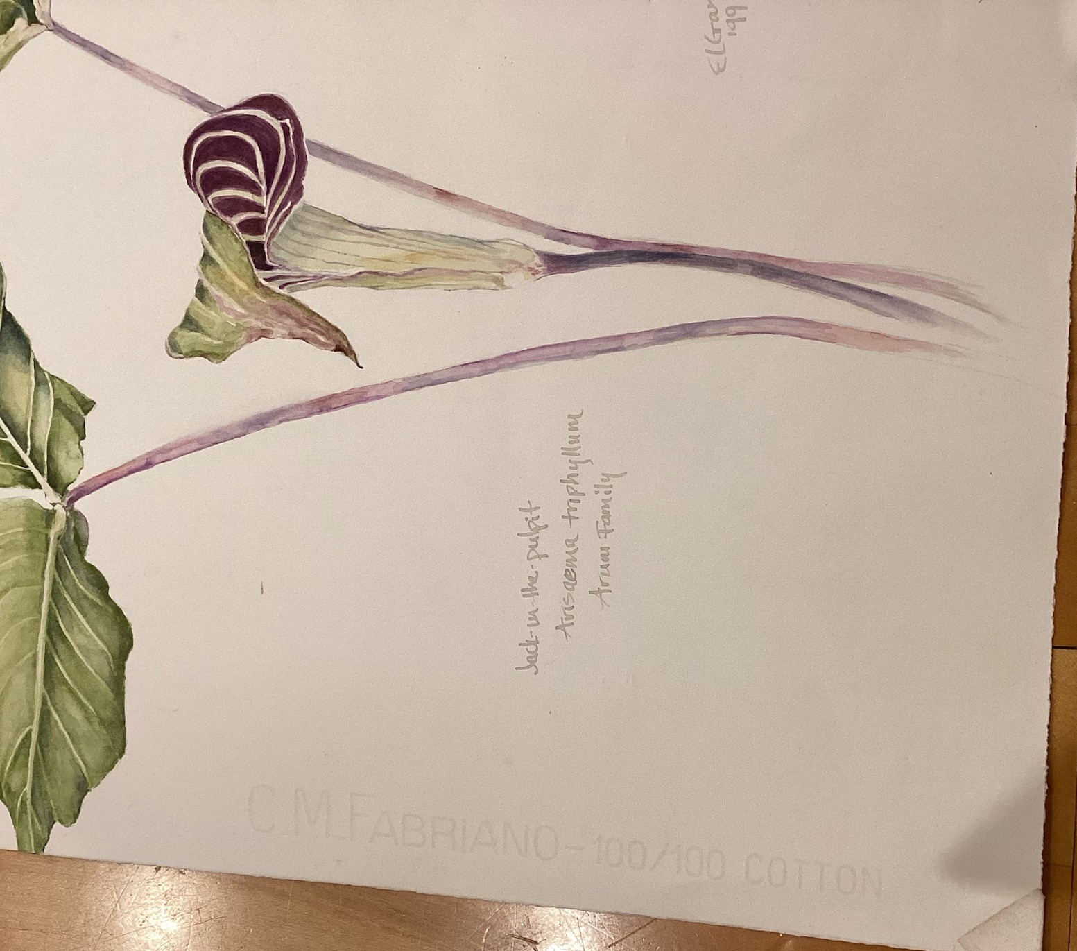 Original E L Gray ‘99 Signed Botanical Watercolor Jack-in-the-Pulpit 11” x 15”
