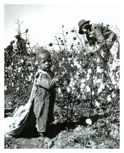 Four-Year-Old Picking Alabama Cotton, 1930’s