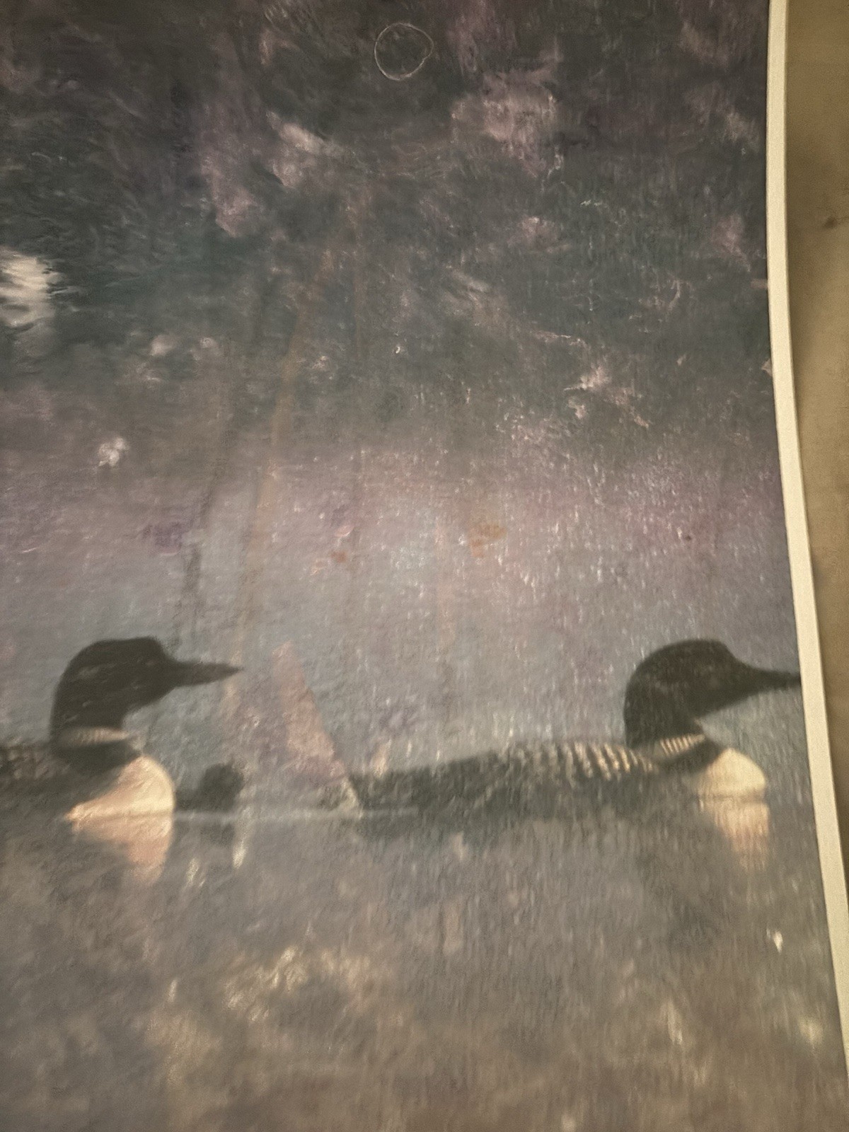 Loon on lake Watercolor Painting signed by artist on watercolor paper print