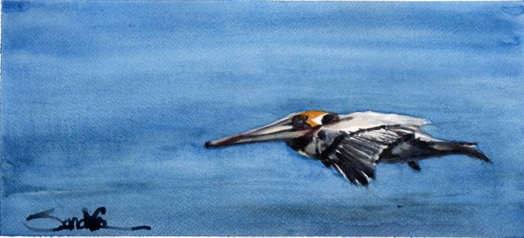 Pelican in Ground Effect – SandraWatercolors™- ORIGINAL PAINTING coastal bird