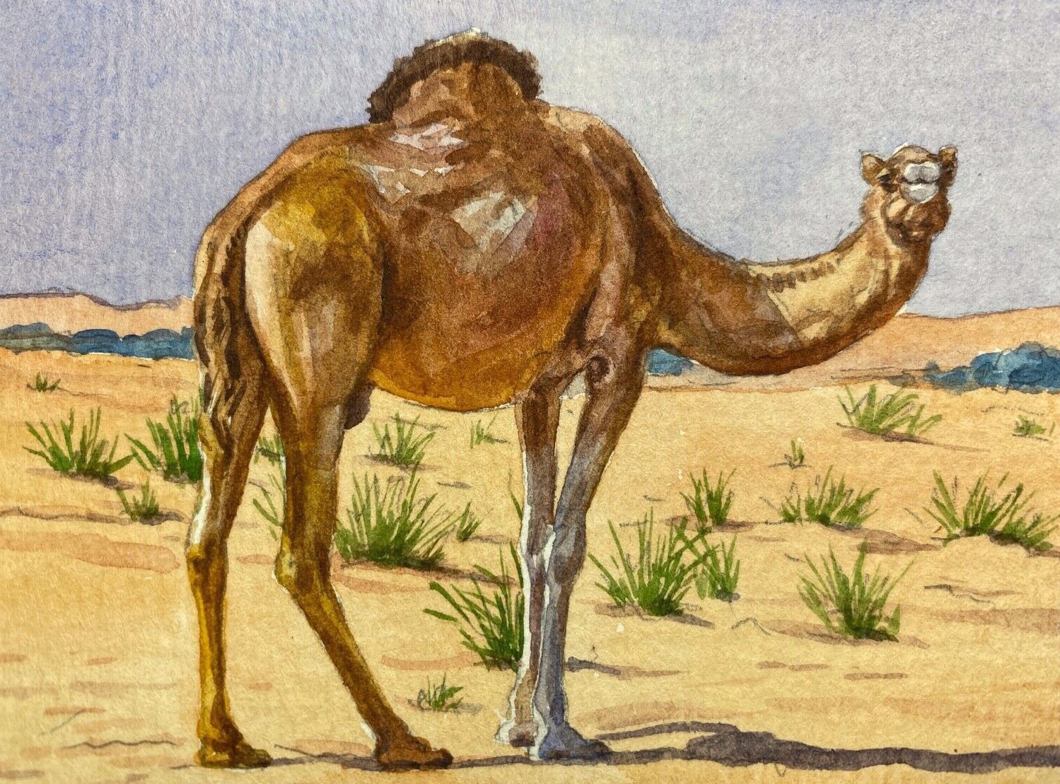 Watercolor Painting Camel Nature Wildlife Desert Animals ACEO Art