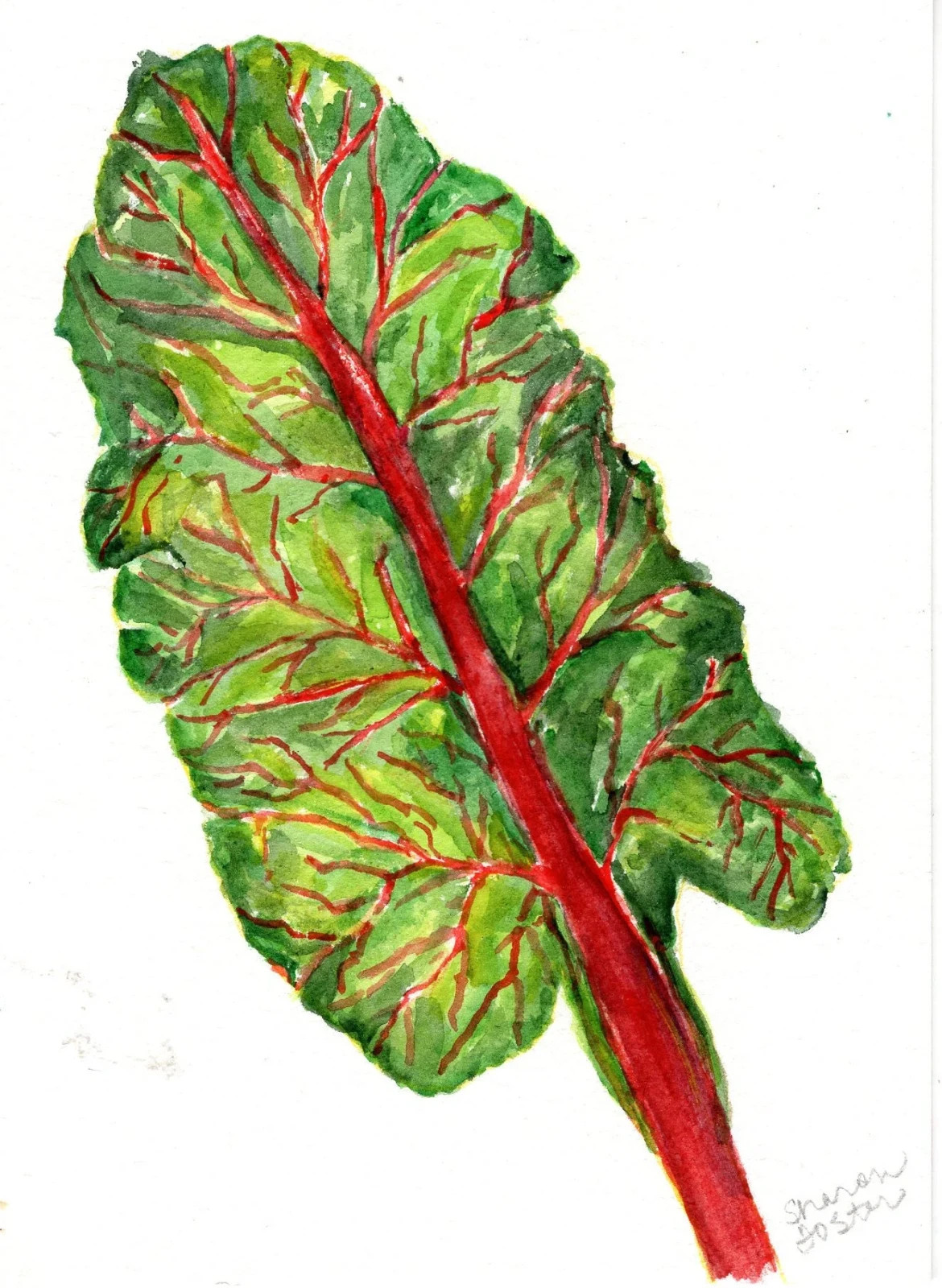 5×7 Original Swiss Chard Watercolor Painting Vegetable, Sharon Foster FREE SHIP