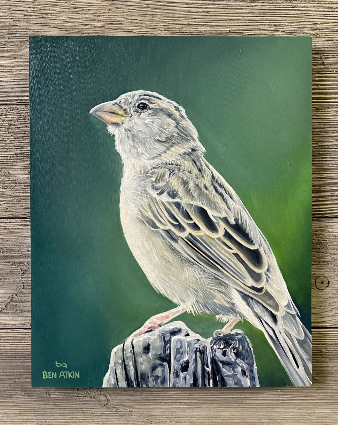 Sparrow Painting Original 8×10″ House Sparrow, Oil Paint on Panel- Framed 12×13″