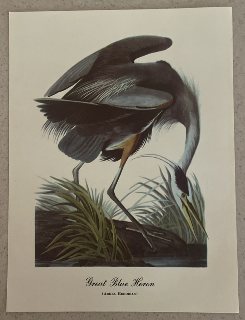 18 Best Loved Bird Paintings Prints By Audubon In Original Envelope – Missing 1